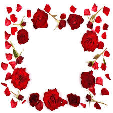 red rose flowers set out frame isolated