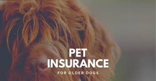 Find a plan that fits Pet Insurance For Older Dogs All You Need To Know Dog Endorsed