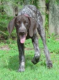 This is a picture of my german shorthair. German Shorthaired Pointer Dog Breed Pictures Page 1