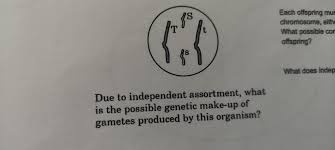 of gametes produced by this organism