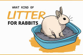 what to use for your rabbit s litter