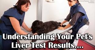 Should You Worry When Your Pets Liver Test Is Abnormal