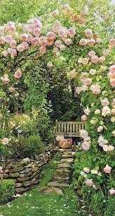 pink rose garden pictures photos and