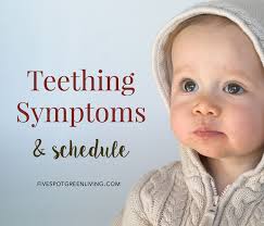 Baby Teething Symptoms And Schedule Five Spot Green Living