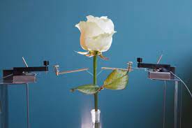 Vi allego la foto del fiore misterioso. Creata La Prima Rosa Bionica Focus It