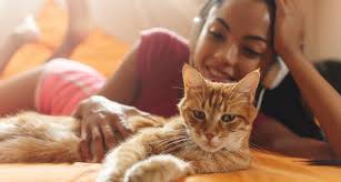 A ginger cat is a tabby cat. Are All Orange Tabby Cats Male And Are All Calico Cats Female