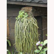Gadgy piante artificiali da interno con vaso | set di 3 | pianta finta . Piante Grasse Coda Di Topo O Aporocactus Passione In Verde