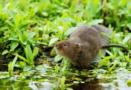 water vole potions