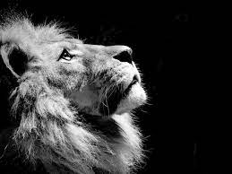 100 black and white lion wallpapers