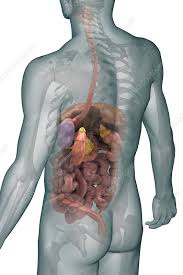 the digestive system artwork stock