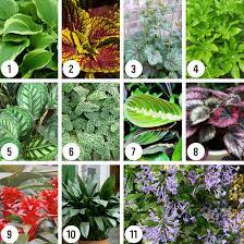 Shade Plants For Small Gardens Flower