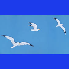 Set Of 3 Seagulls Flying Painted Wooden