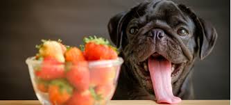 (the greenery of this plant is quite a different story.) Can Dogs Eat Strawberries Benefits And Potential Side Effects Dr Axe