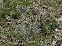 Cynoglossum cheirifolium