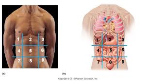 The rib cage protects the organs in the thoracic cavity, assists in respiration, and provides support for the upper extremities. Gross Anatomy Abdomen Flashcards Chegg Com