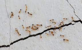 comment se débarrer des fourmis à la