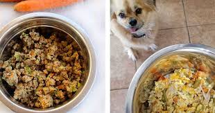 10 homemade dog food recipes every dog