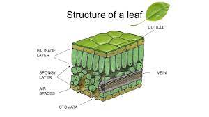 palisade layer in leaf asl you