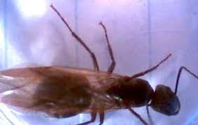 carpenter ant identification and
