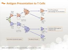 30 T Cell Activation Flow Chart