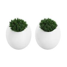 Two Small Wall Plants 3d Model By Cgaxis