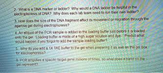 solved what is a dna marker or ladder