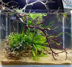 Planted Aquariums Complete Guide For