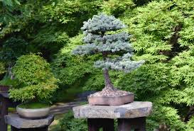 16 common bonsai tree species to grow