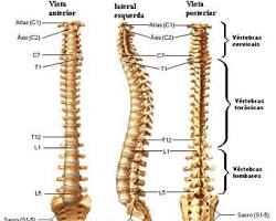 Imagem de Coluna vertebral humana
