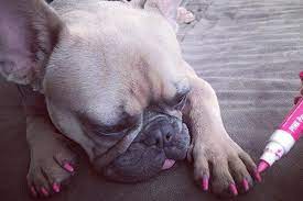 yes dog nail polish exists here s