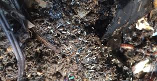 White Bugs In My Worm Compost