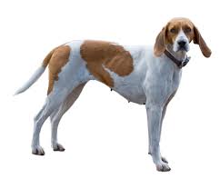 The goals and purposes of this breed standard include: English Foxhound Dog Breed Facts And Information Wag Dog Walking