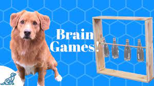 We did not find results for: Homemade Brain Games For Dogs Youtube