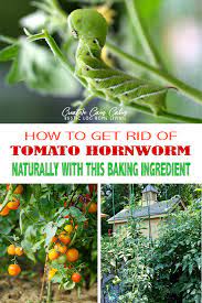 Tomato Hornworms Naturally