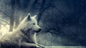 wolf hd wallpapers free