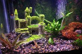 5 Tips And Tricks For Upgrading Your 10 Gallon Fish Tank Aquarium Co Op