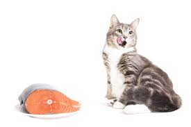 It is used extensively in japanese cuisine for making a savory broth. Great Healthy Treats For Your Cat Mainstreet Veterinarians Of Stone Mountain