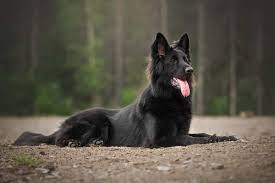 long haired belgian malinois all the