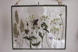 Pressed Wild Flowers In Glass Frames