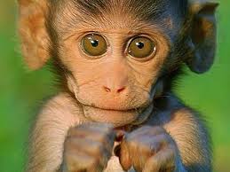 cute monkeys ugly monkeys hd wallpaper