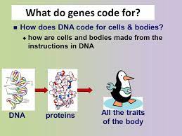 For example, collagen, which forms the basic structure of your skin and gives it strength, is a protein. From Gene To Protein Chapter 17 Campbell What Do Genes Code For Proteins All The Traits Of The Body How Does Dna Code For Cells Bodies How Are Ppt Download
