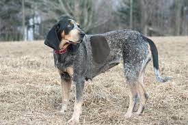 There is just something about their long ears and distinctive bay that gets our heart pumping and adrenaline rushing. Bluetick Coonhound Puppies For Sale From Reputable Dog Breeders