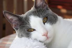 It is a whole other matter if the warm and dry nose of your cat appears in combination with other issues such as lethargy, loss. Home Remedies For Dogs Cats Fleas Dry Skin Cuts And More The Old Farmer S Almanac