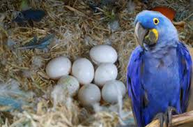 fertile parrot eggs parrot