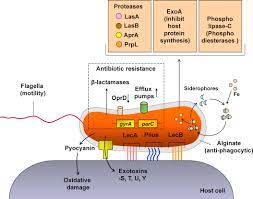 antibiotic resistance in pseudomonas