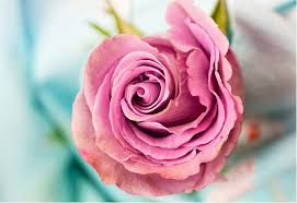 Medium pink roses and light pink roses represent. What Is The Meaning Of Pink Flowers