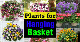 The best plants for hanging baskets are flowering begonias, beautiful dangling fuchsias, colorful verbena, blooming petunias, and bushy flowering lobelia. Best Plants For Hanging Baskets Balcony Garden Web
