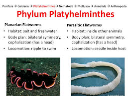 Invertebrate Animals By Phylum Ppt Video Online Download