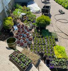 Plants For The New Naturalistic Garden