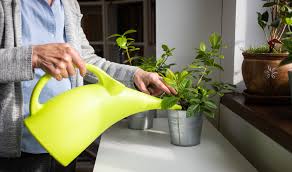 indoor gardening activities for seniors
